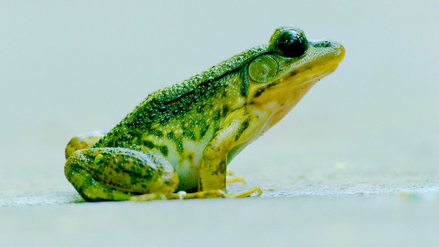 Frog_4