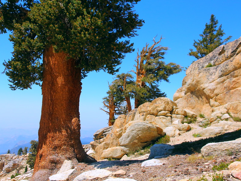 IMG_5552 Foxtail Pine (Pinus balfouriana), Sequoia National Park
