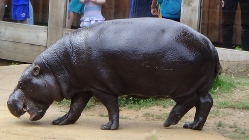 London Zoo July 16 pygmy hippo