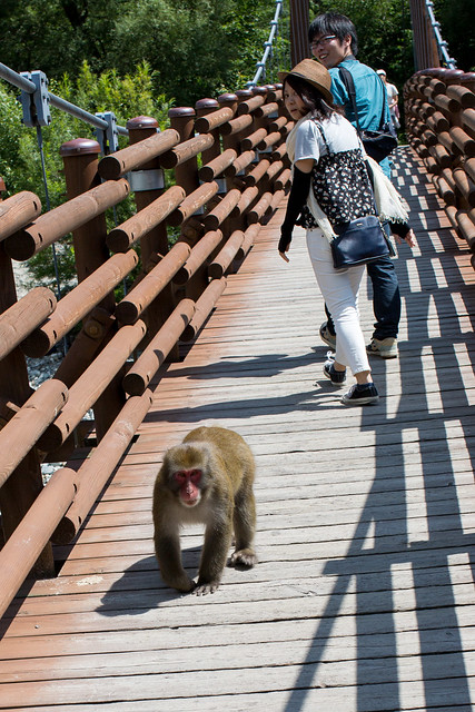 monkey crossing