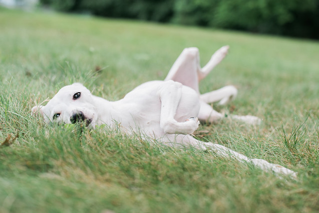 Having a roll in the grass.